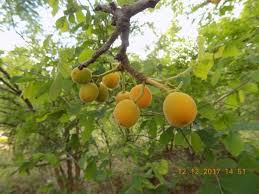 Image result for Zanha africana