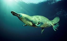 Ornitorenk En Fazla 60 Cm Boylarinda Dogu Avustralya Ve Tazmanya Ya Ozgu Yumurtlayan Bir Yari Deniz Memelisi Dogru Duydunuz Evet M With Images Animals Mammals Platypus