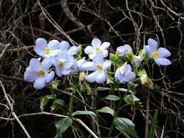 Image result for Exacum oldenlandioides