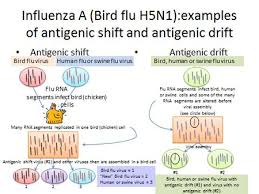 Bird Flu Symptoms Causes Transmission Survival