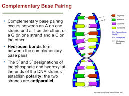 Depending on your emphasis and time, this activity could be expanded into a more formal strategy in light of this, students are prompted to read the first two pages and use this information to answer questions on page 3. Welcome To Genetics Chapter 1 1