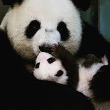 Zoo Berlin On Instagram Sonntags Ist Kuschelzeit Cuddly Time At Zoo Berlin Panda Grosserpanda Giantpanda Pan Animal Photography Panda Bear Animals