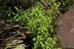 Image result for Acalypha segetalis