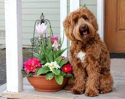 We've been breeding the same bloodline of amazing doodles for over a decade now! Labradoodle Puppies For Sale Alaa Wala Certified Breeder Scl