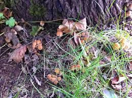 Image result for Coprinus sp.