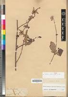 Image result for Melastomastrum