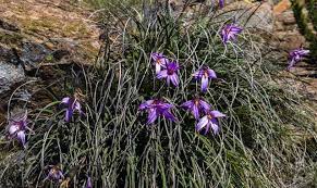 Image result for Xerophyta wentzeliana