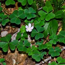 Image result for Oxalidaceae