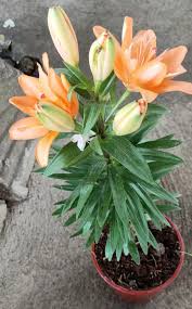 We did not find results for: Stargazer Plant Lilies Variety Lazada Ph
