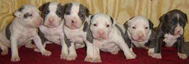Maybe you would like to learn more about one of these? What To Do If Your Pit Bull Is Having Puppies