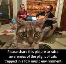 The Plight Of Cats Trapped In A Folk Music Environment Funny Cat Memes Cats Cat Memes