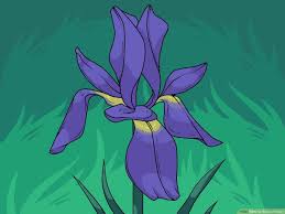 Learn to draw simple flowers. 9 Ways To Draw A Flower Wikihow