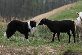 Black And White Sheep Herding Dog Hubert Bailey S Border Collies Border Collie Lover Collie Dog Border Collie