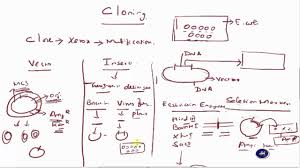 Cloning In Tamil Youtube