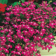 Image result for Lobelia pteropoda