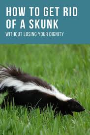 Skunks may burrow under buildings or porches by entering openings under the foundation they can kill poultry and eat eggs but, how to trap a skunk without getting sprayed? How To Get Rid Of A Skunk Without Losing Your Dignity