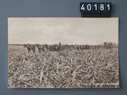 Eth Bibliothek E Pics Ethbib Bildarchiv Fel 040181 Re Bundaberg Pics Sugar Cane