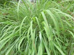 Budidaya sereh wangi | potensi bisnis anak muda !! Jual Daun Sereh Wangi Segar Di Lapak Simplisia Herbal Bukalapak