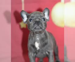 All i want is a healthy puppy that came from healthy parents. French Bulldog Puppies For Sale Near Syracuse New York Usa Page 1 10 Per Page Puppyfinder Com