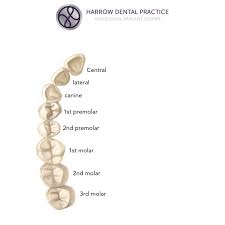 This makes it less confusing and less prone to errors in interpretation. Teeth Names And The Tooth Numbering System Harrow Dental Practice Blog