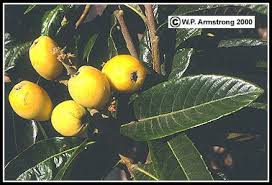 We did not find results for: Apple Pear Quince Loquat Peach Cherry Jujube Olive Avocado Fruit Photos