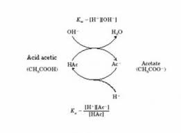 Se poate spune deci că prezintă efect de tampon. Sisteme Tampon
