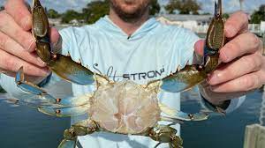 Take a look at this easy way to clean and cook blue crabs! 2 Steps To Clean A Blue Crab The Quick Easy Way Youtube