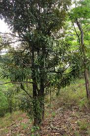 Image result for Englerophytum magalismontanum