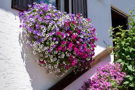 Image result for foto surfínie