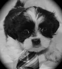 Shih tzus are extremely popular toy dogs and are adorable as puppies. Imperial Shih Tzu Male Female For Sale In Colorado Springs Colorado Classified Americanlisted Com