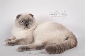 blue point scottish fold cat novocom top