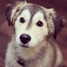 The german shepherd golden retriever mix weighs 60 to 80 pounds (27.2 to 36.3 kilograms), has long and dense hair, and is loyal, intelligent, and adaptive. A Beginner S Guide To Husky Golden Retriever Mix With Pictures