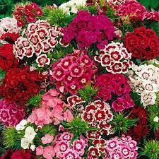 Sweet William Seeds Dianthus Barbatus Seeds High Country Gardens