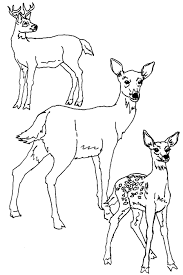 Collection of deer coloring pages printable (37) coloring pages of buck deer realistic christmas reindeer coloring pages Free Printable Deer Coloring Pages For Kids