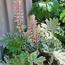 Image result for Acanthus