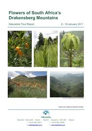 Image result for Sebaea sedoides