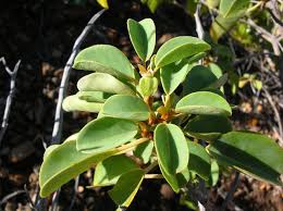 Image result for Gouania longispicata