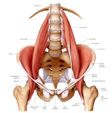 They help to bend the back to one side or the other. Anatomy Of The Lower Back Elliot S Site