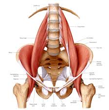 However, the spinal erectors travel the length of the entire spine. Anatomy Of The Lower Back Elliot S Site