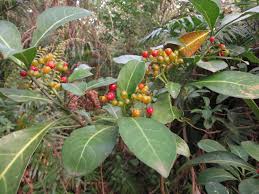 Image result for Psychotria moninensis