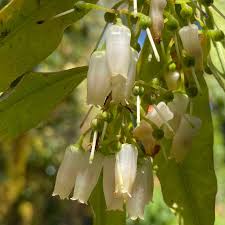 Image result for Agarista