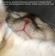 Feline pemphigus foliaceus is an uncommon skin disorder in cats but still the most common autoimmune skin disorder seen in this species. Sabacat Olivia Rip Pemphigus Foliaceus Cattery Cats Kittens