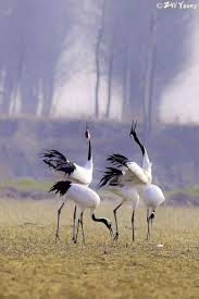 Pin By Havva Uzel On Volatiles Most Beautiful Birds Birds Flying Animals Beautiful