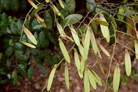 Image result for Ventilago