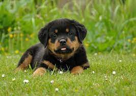 Mar 08, 2021 · san diego rottweiler rescue, alpine, california. Noor Rottweiler Meisje Van 8 Weken Animals Friends Rottweiler Puppies