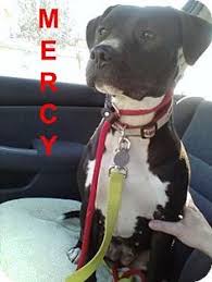 Our puppies are the ukc standard for apbt's they have perfect stances, great heads nice, wi…. 19 Best Dogs For Adoption In Lafayette Indiana Ideas Lafayette Indiana Dogs Adoption