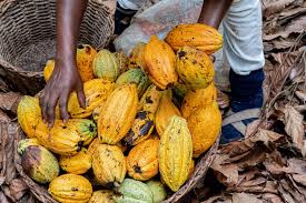 Government announces 45% hike in cocoa producer price for 2024/25 crop season