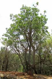 Image result for Erythrina lysistemon