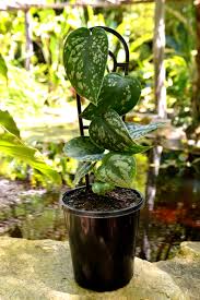 Maybe you would like to learn more about one of these? Scindapsus Pictus Argyraeus Satin Pothos