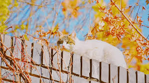 Anda tidak perlu khawatir karena setiap kucing akan mengalami rontoknya bulu kucing menjadi tidak wajar ketika terjadi dalam jumlah yang berlebihan. Kucing Dinding Hewan Anak Kucing Imut Mendaki Alam Musim Gugur Daun Kuning Pikist